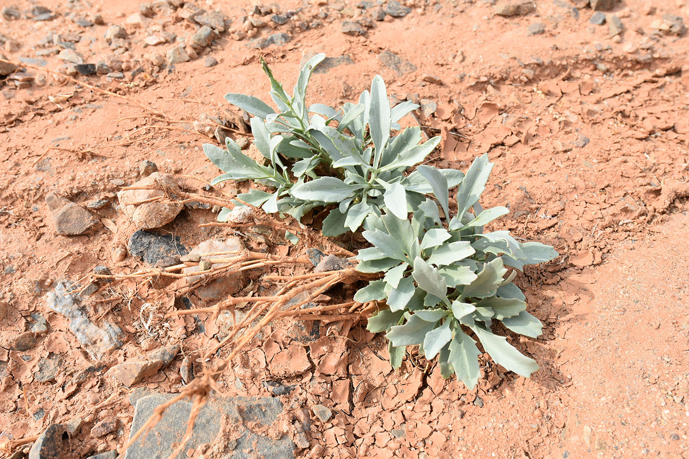 Image of Matthiola tatarica specimen.