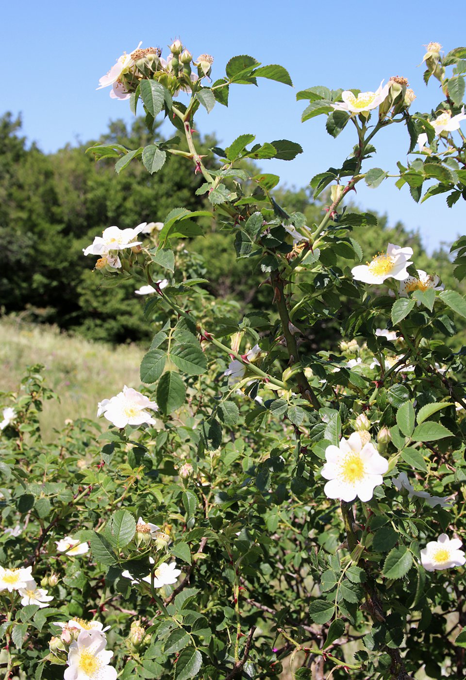 Image of Rosa andegavensis specimen.