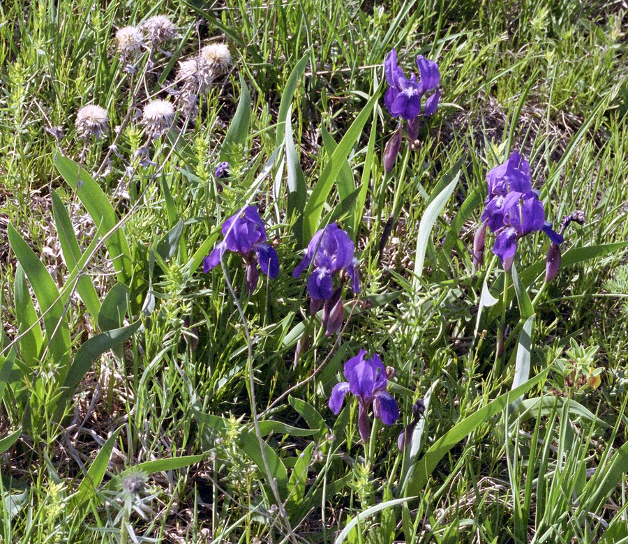 Image of Iris aphylla specimen.