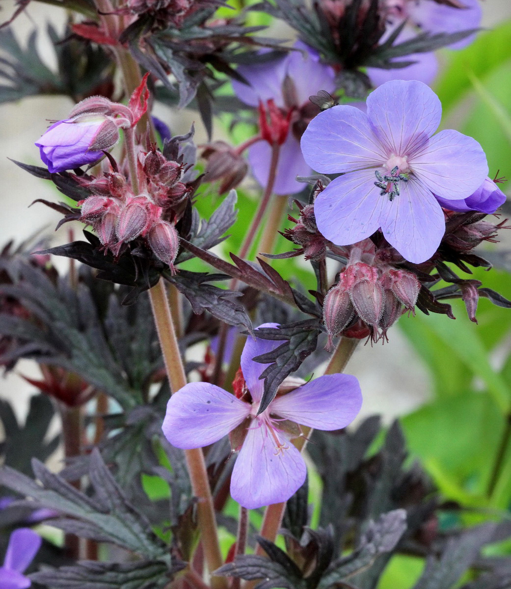 Image of Geranium pratense specimen.