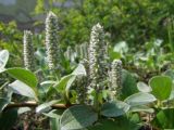 Salix crassijulis