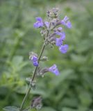 Nepeta &times; faassenii