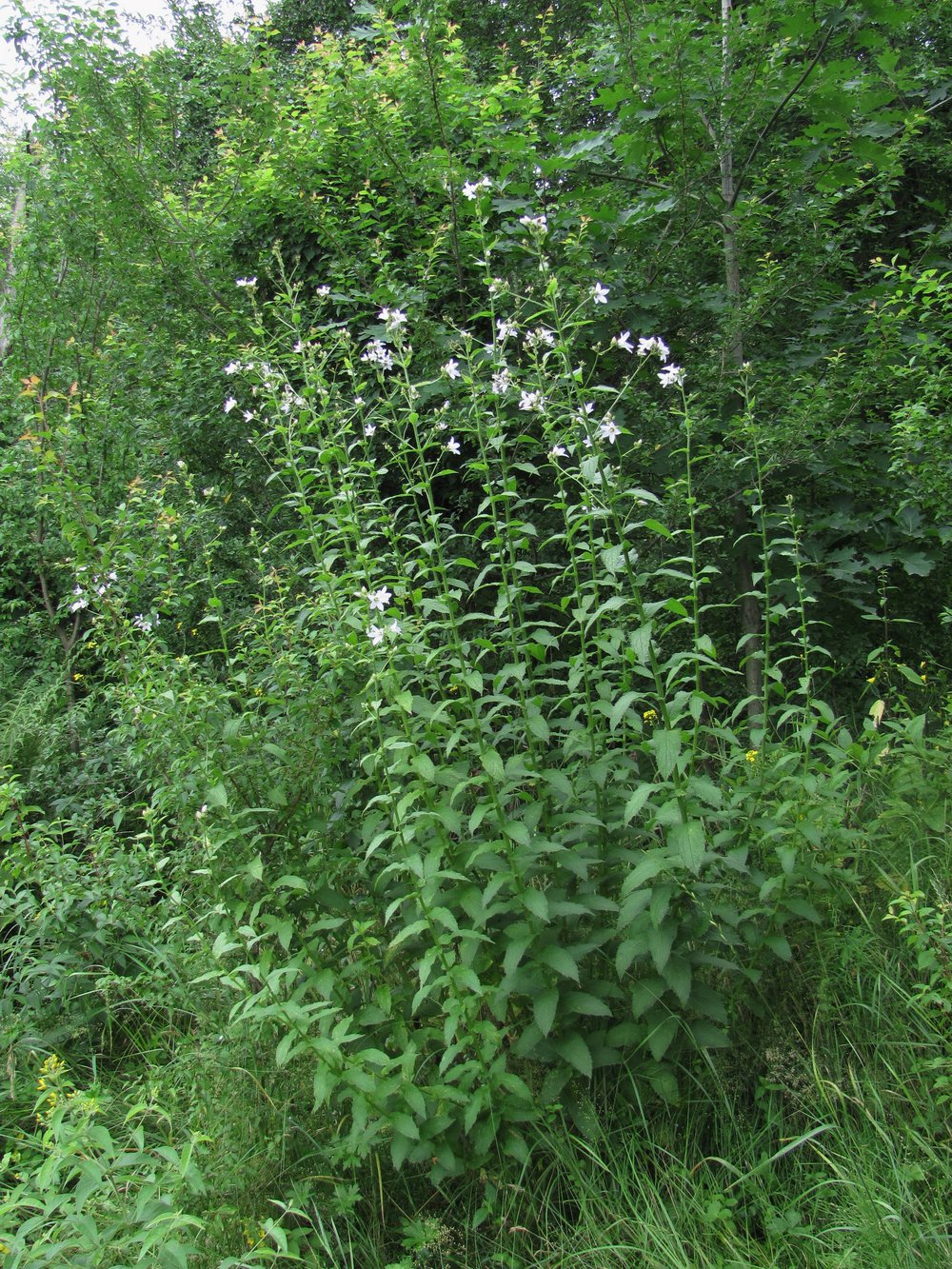 Image of Gadellia lactiflora specimen.