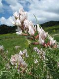 Oxytropis aulieatensis. Соцветие и листья. Казахстан, Зап. Тянь-Шань, Таласский Алатау, ур. Таяк-Салды, лугово-степной пояс, ≈ 2100 м н.у.м. 14 июня 2019 г.