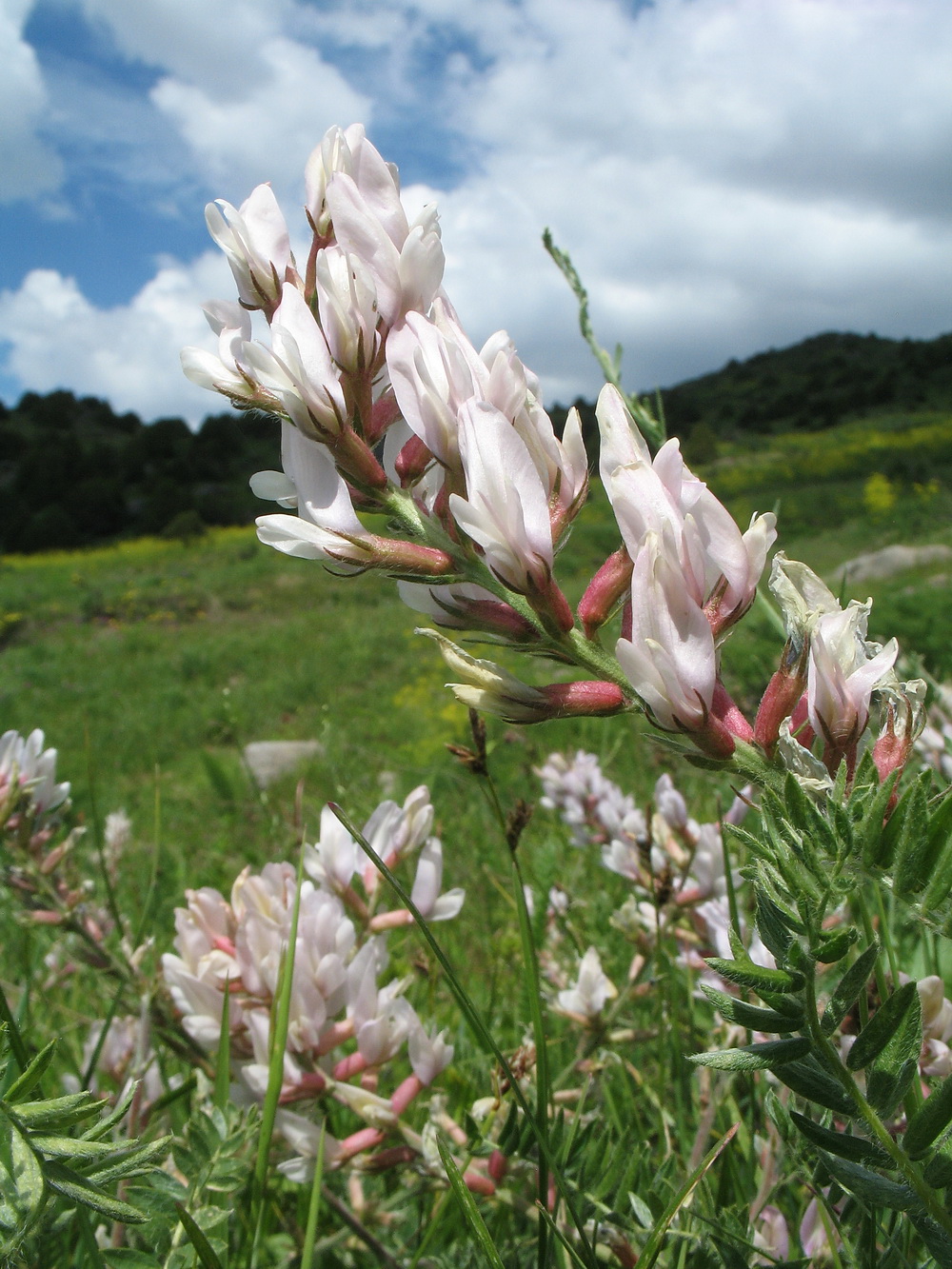 Изображение особи Oxytropis aulieatensis.