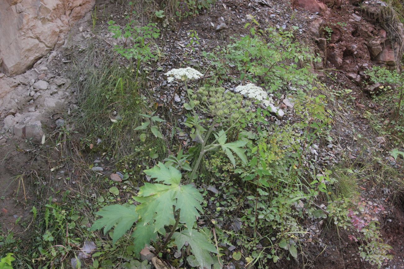 Изображение особи Heracleum dissectum.