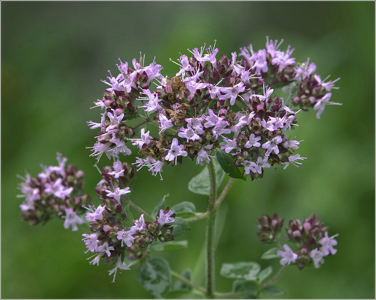 Изображение особи Origanum vulgare.