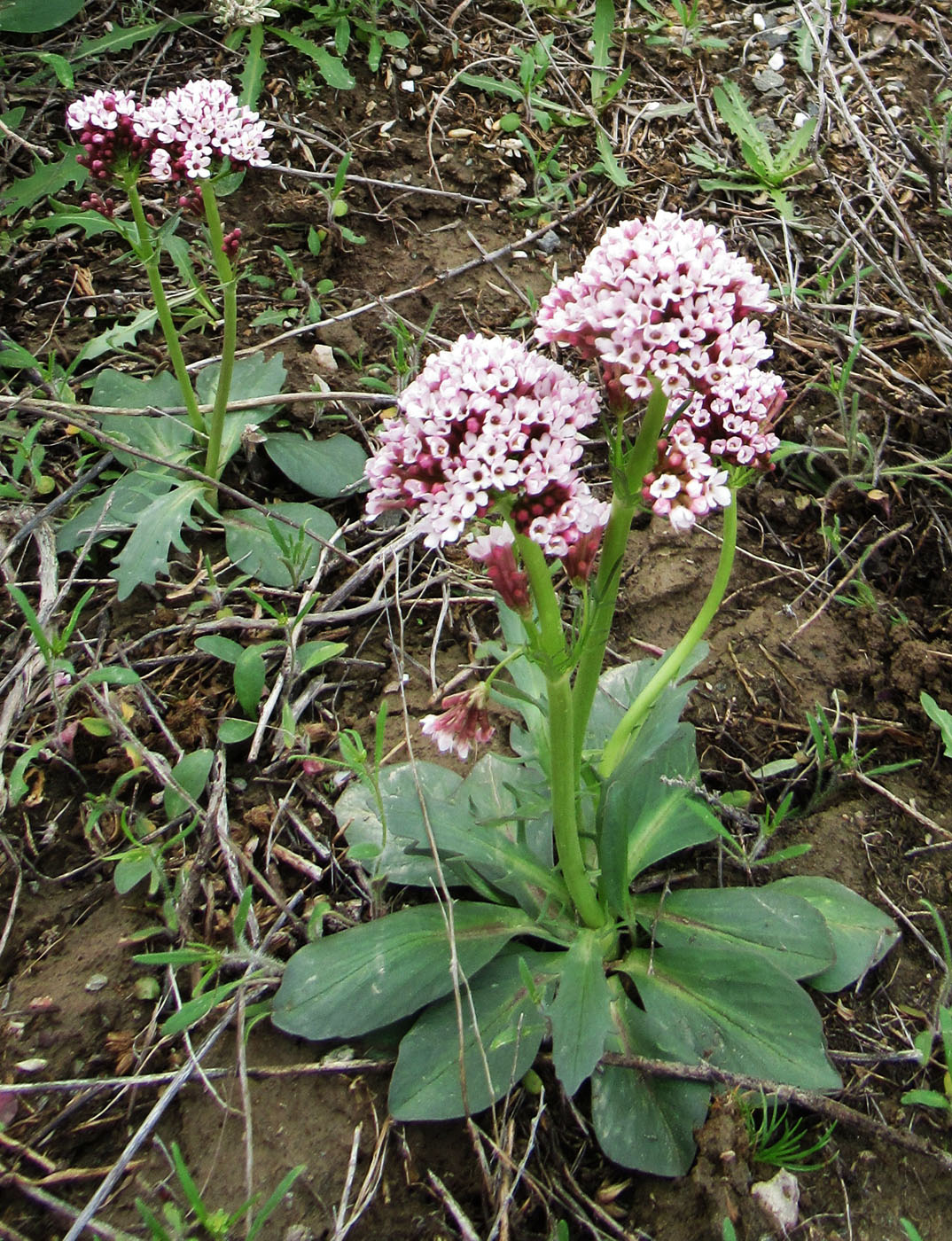 Изображение особи Valeriana tuberosa.