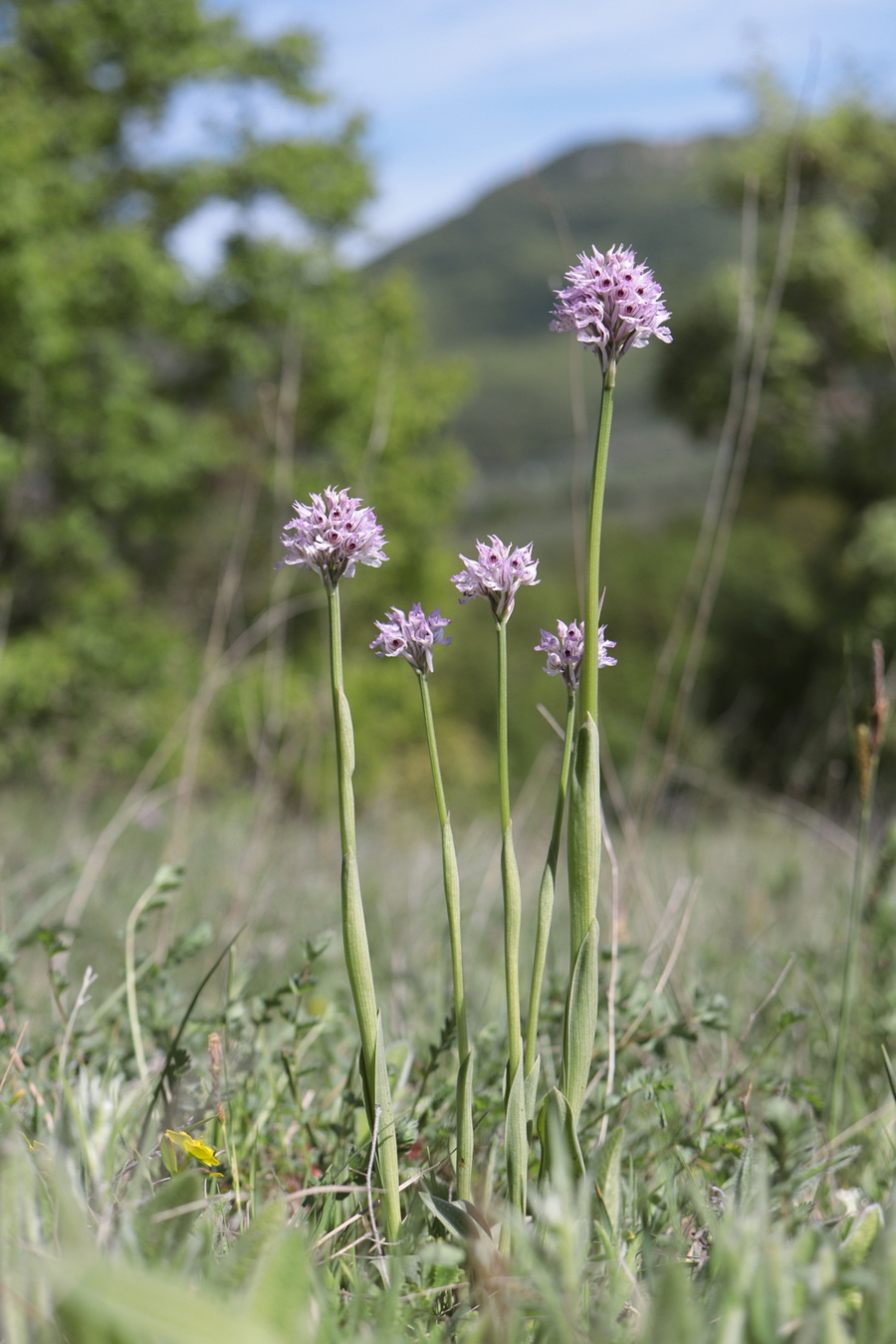 Image of Neotinea tridentata specimen.