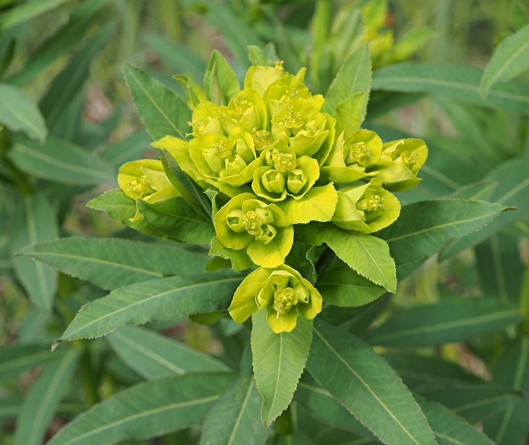 Изображение особи Euphorbia semivillosa.