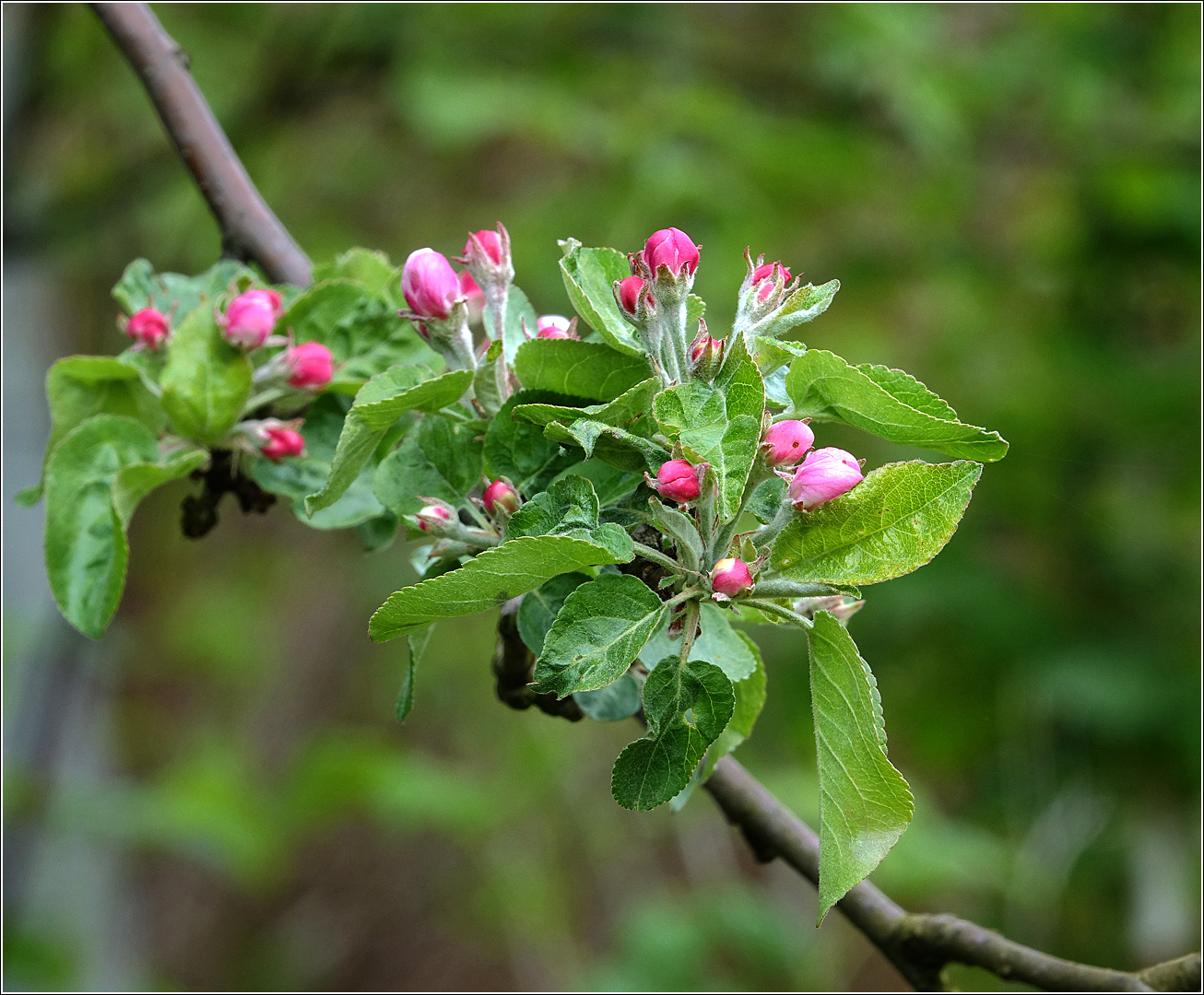 Изображение особи Malus domestica.