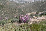 Helianthemum vesicarium