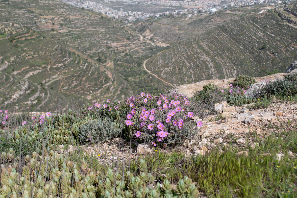 Изображение особи Helianthemum vesicarium.