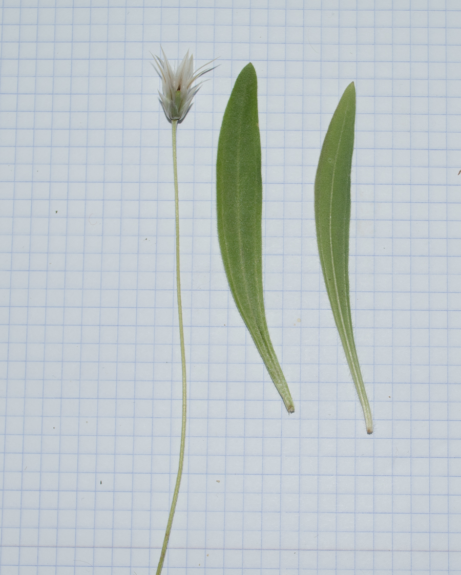Image of Catananche lutea specimen.