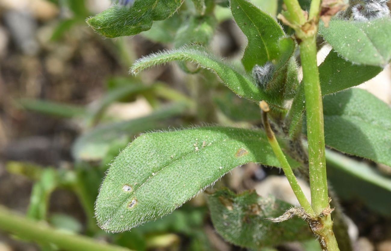 Image of Myosotis alpestris specimen.