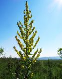 Verbascum lychnitis