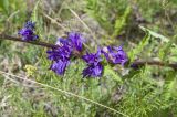 Campanula glomerata