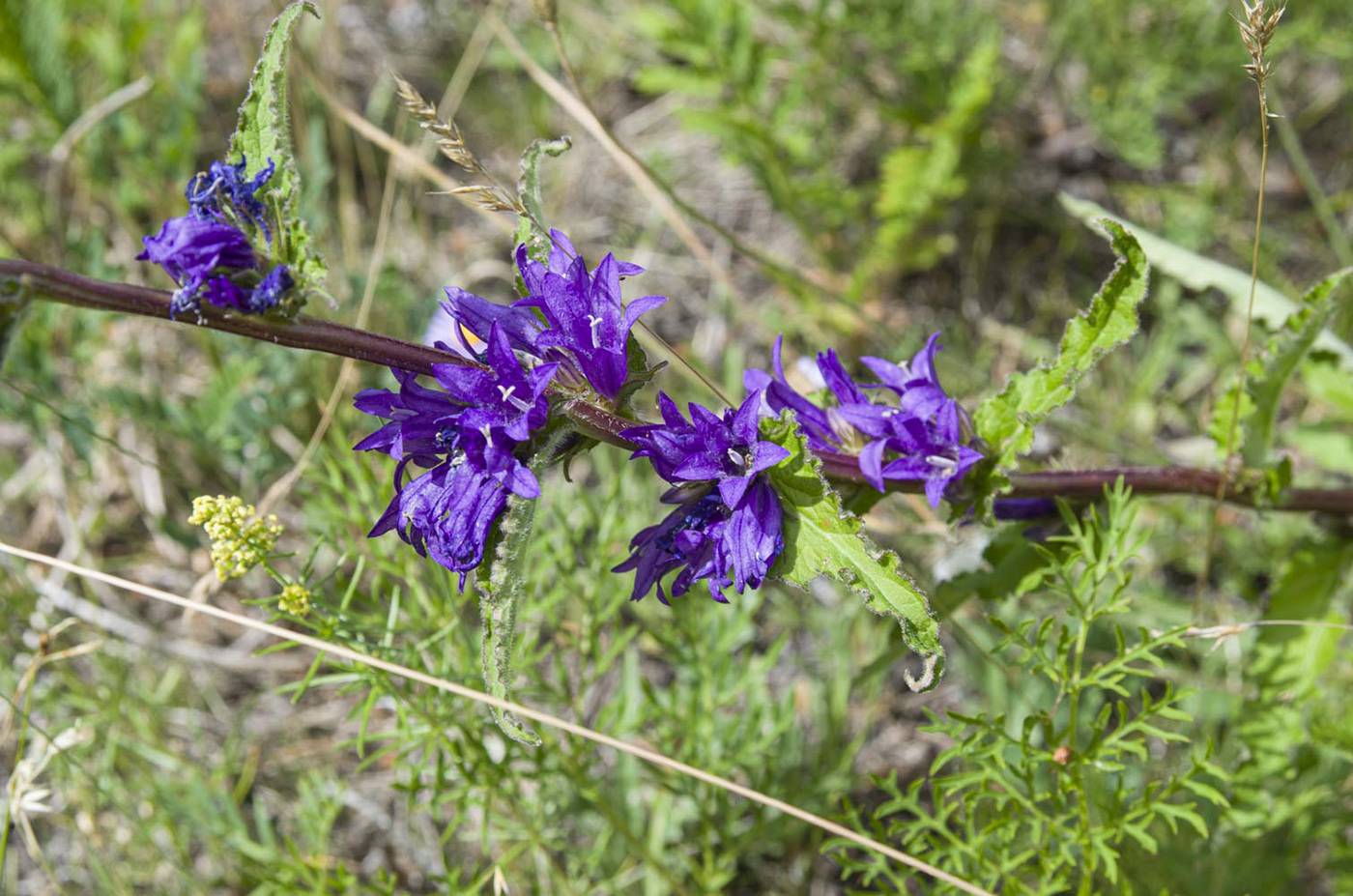 Изображение особи Campanula glomerata.