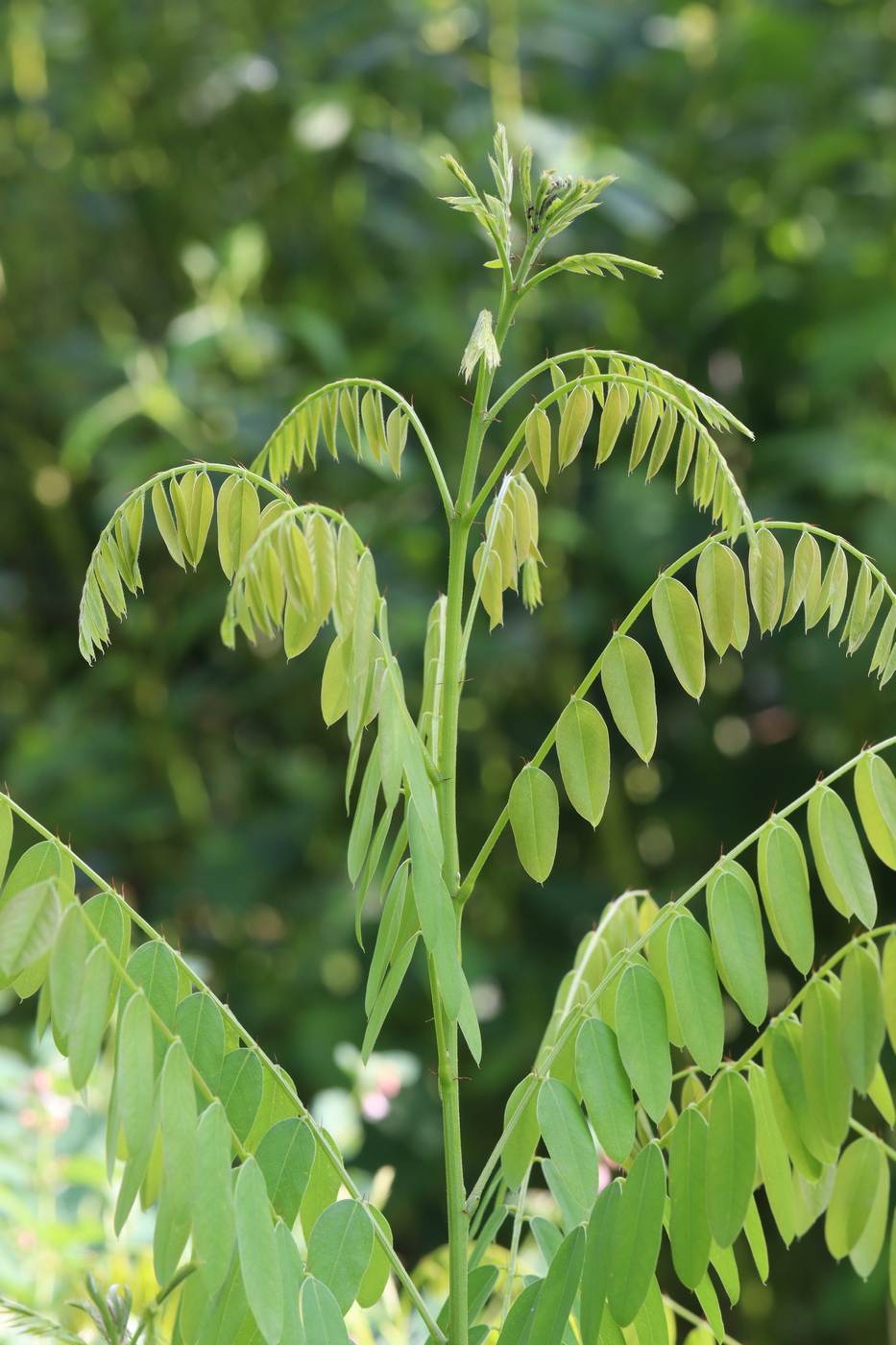 Изображение особи Amorpha fruticosa.