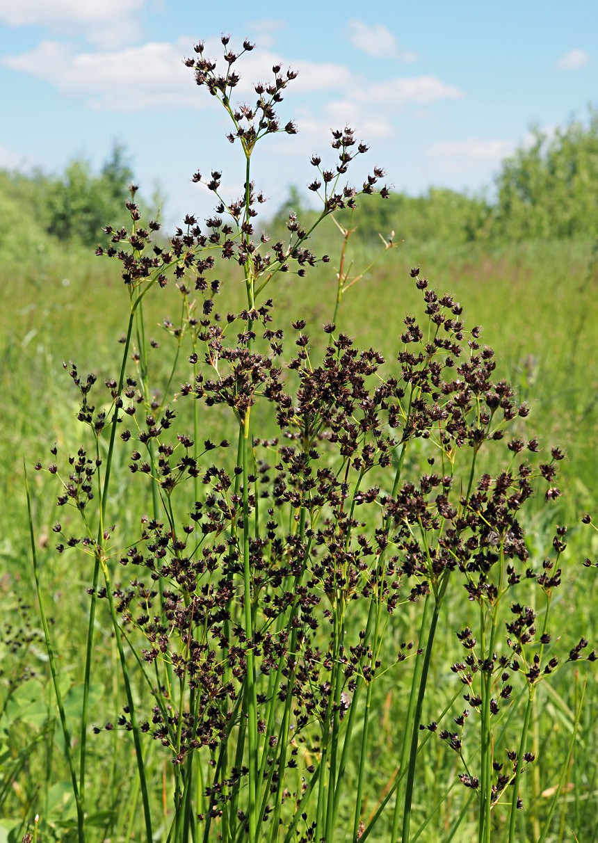 Изображение особи Juncus atratus.