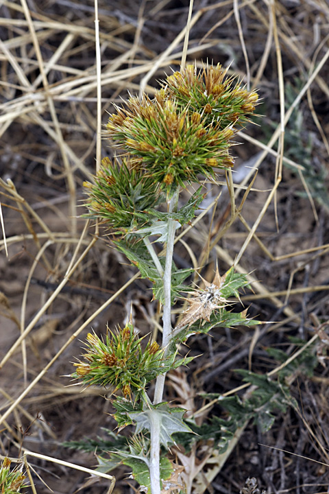 Image of Cousinia syrdarjensis specimen.