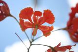 Delonix regia