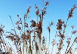 Juncus acutus