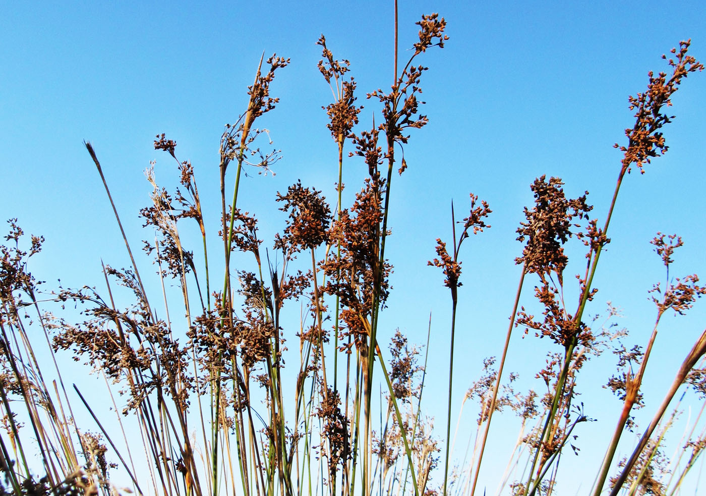 Изображение особи Juncus acutus.