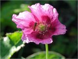Papaver somniferum