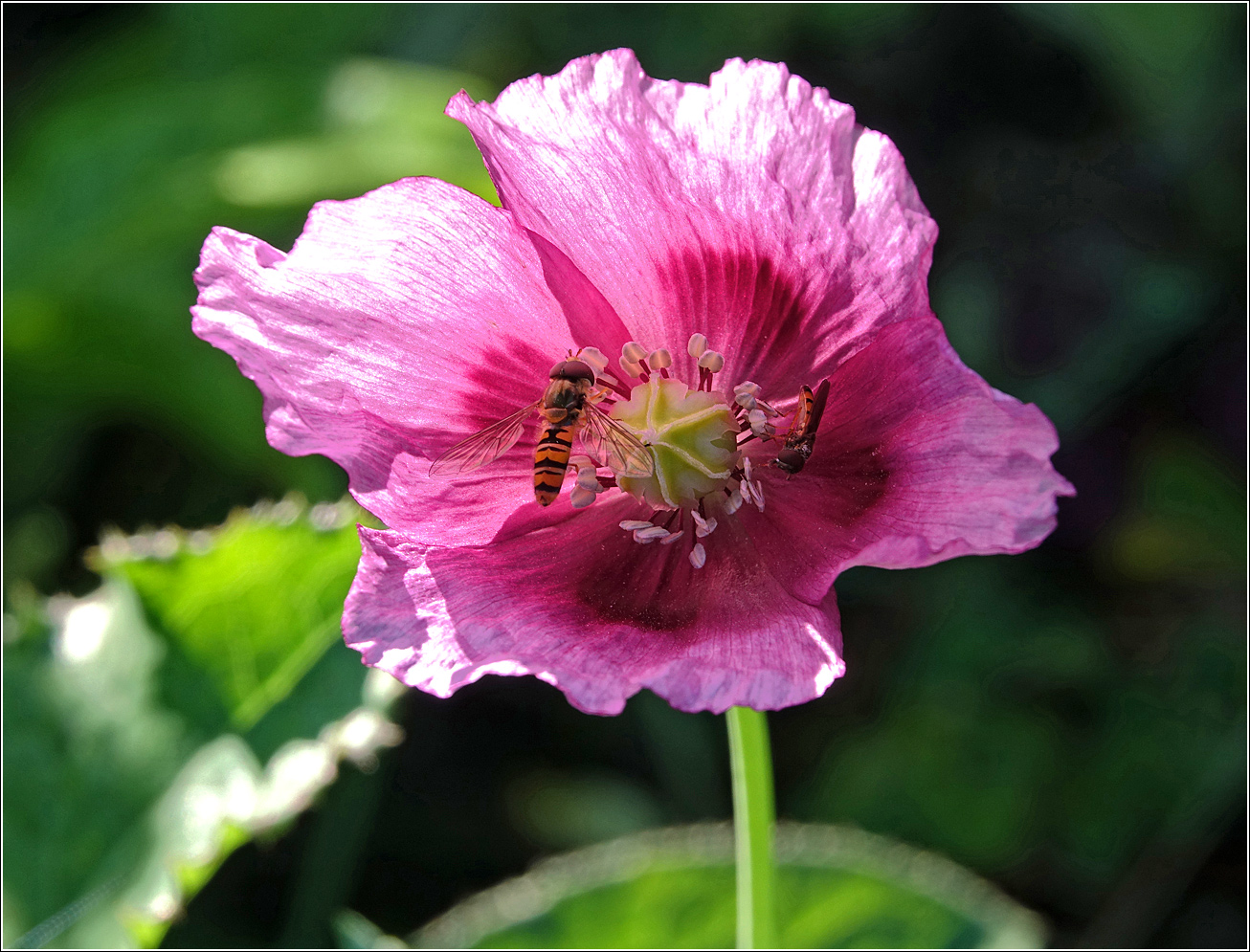 Image of Papaver somniferum specimen.