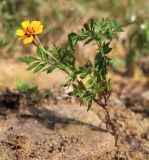 Tagetes patula