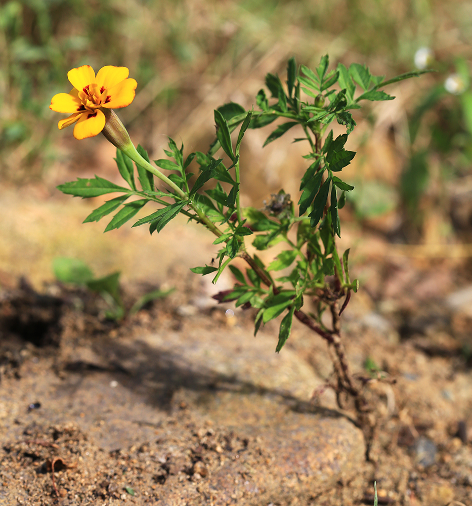 Изображение особи Tagetes patula.