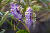 Passiflora foetida