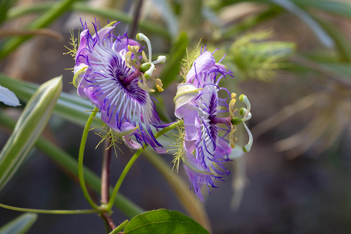 Image of Passiflora foetida specimen.