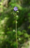 Polemonium caeruleum. Верхушка цветущего и бутонизирующего побега. Челябинская обл., Нязепетровский р-н, Шемахинское сельское поселение, окр. с. Арасланово, подножие камня Лось, поляна в елово-сосновом лесу. 3 июля 2022 г.