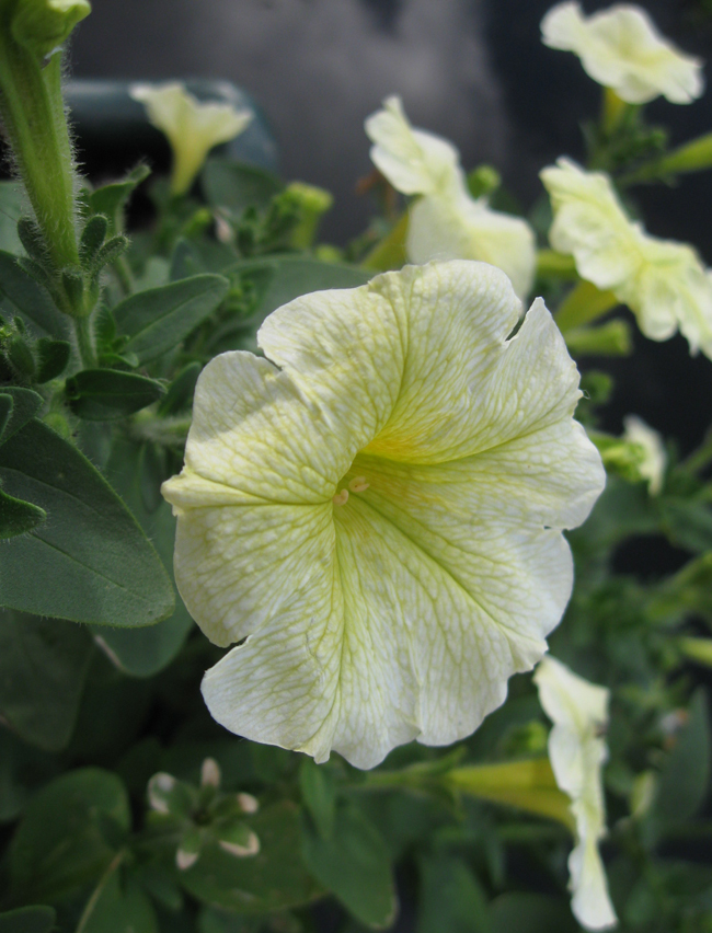 Image of Petunia × atkinsiana specimen.