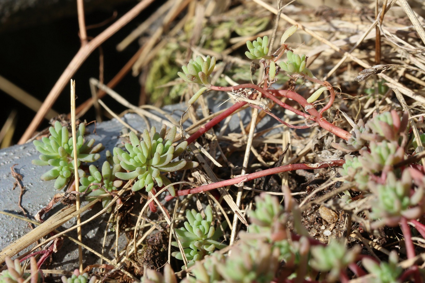 Image of Sedum pallidum ssp. bithynicum specimen.