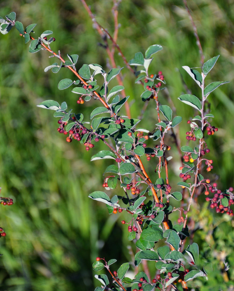 Image of Cotoneaster melanocarpus specimen.