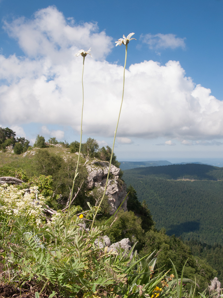Image of genus Anthemis specimen.