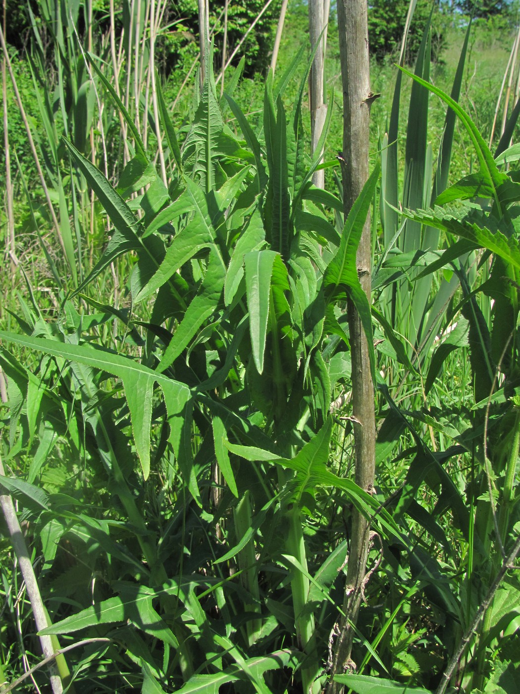 Image of Sonchus palustris specimen.