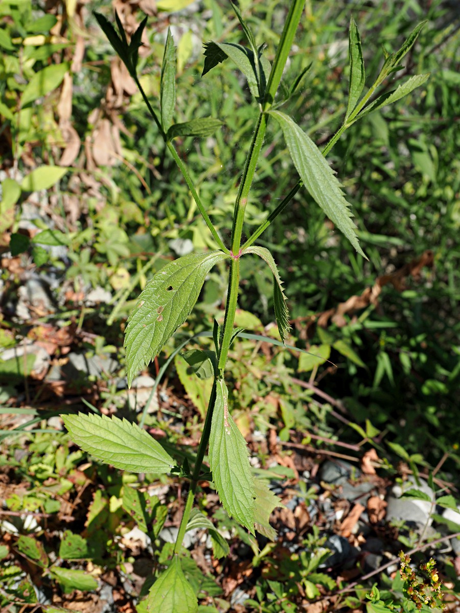 Image of Verbena brasiliensis specimen.