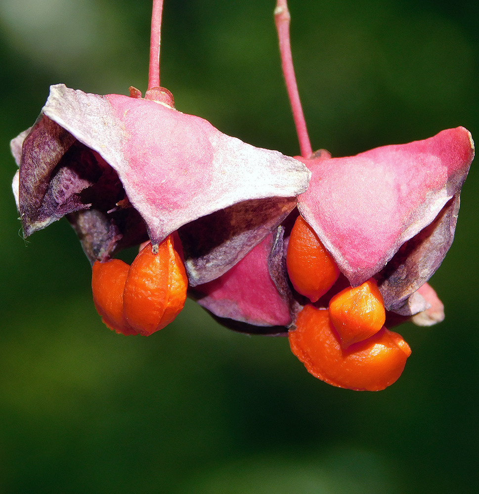 Image of Euonymus latifolius specimen.