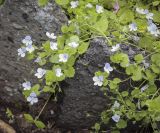 Veronica filiformis. Верхушки плодоносящих побегов. Пермский край, г. Пермь, Кировский р-н, клумба у жилого дома, сорное. 02.07.2022.