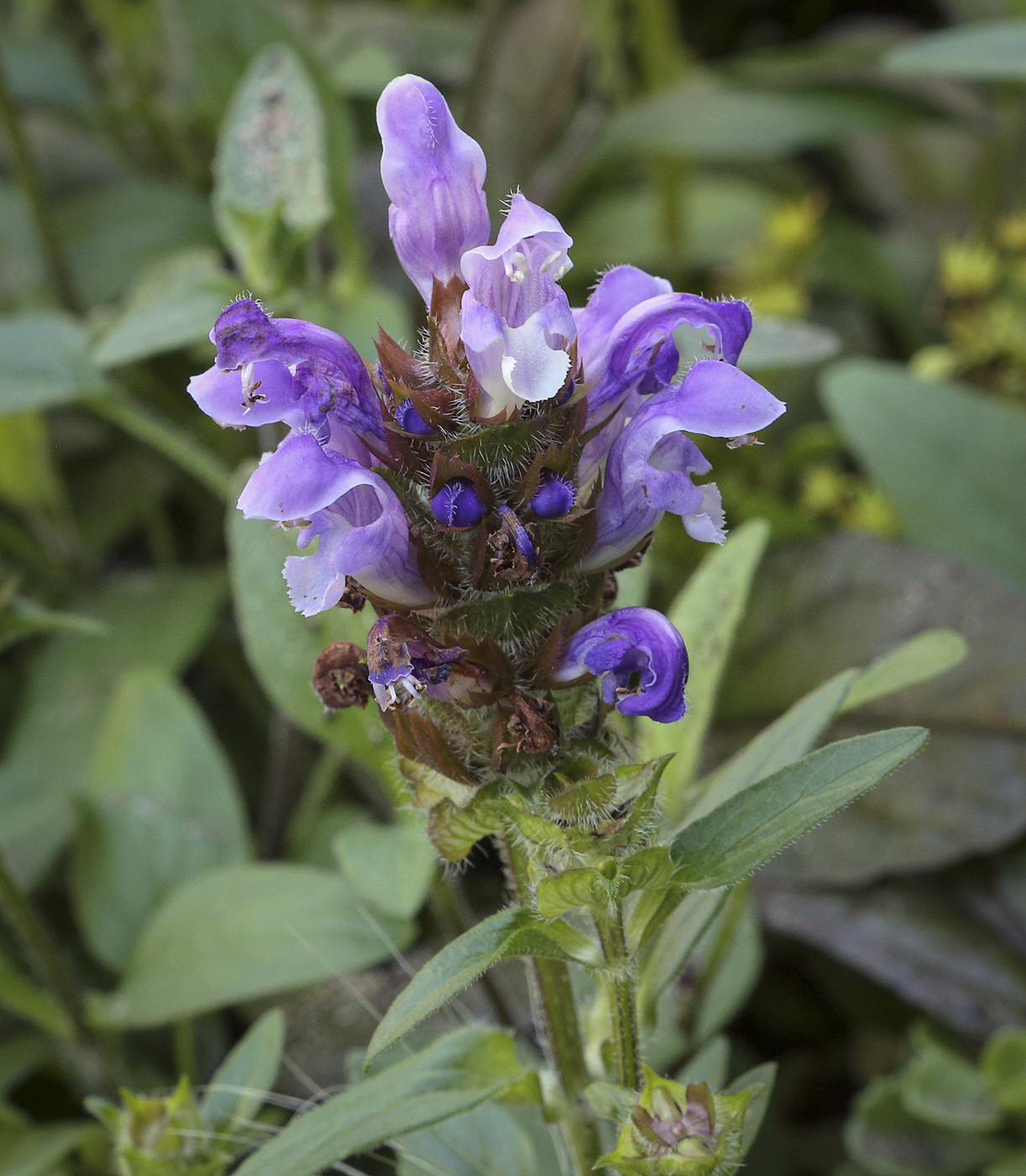 Изображение особи Prunella grandiflora.