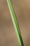 Image of taxon representative. Author is Илья Оголь