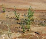 Salicornia perennans