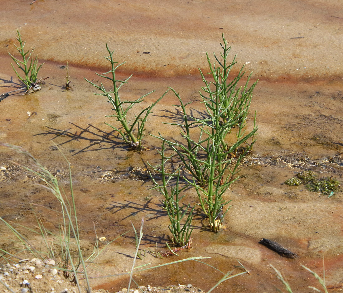 Изображение особи Salicornia perennans.