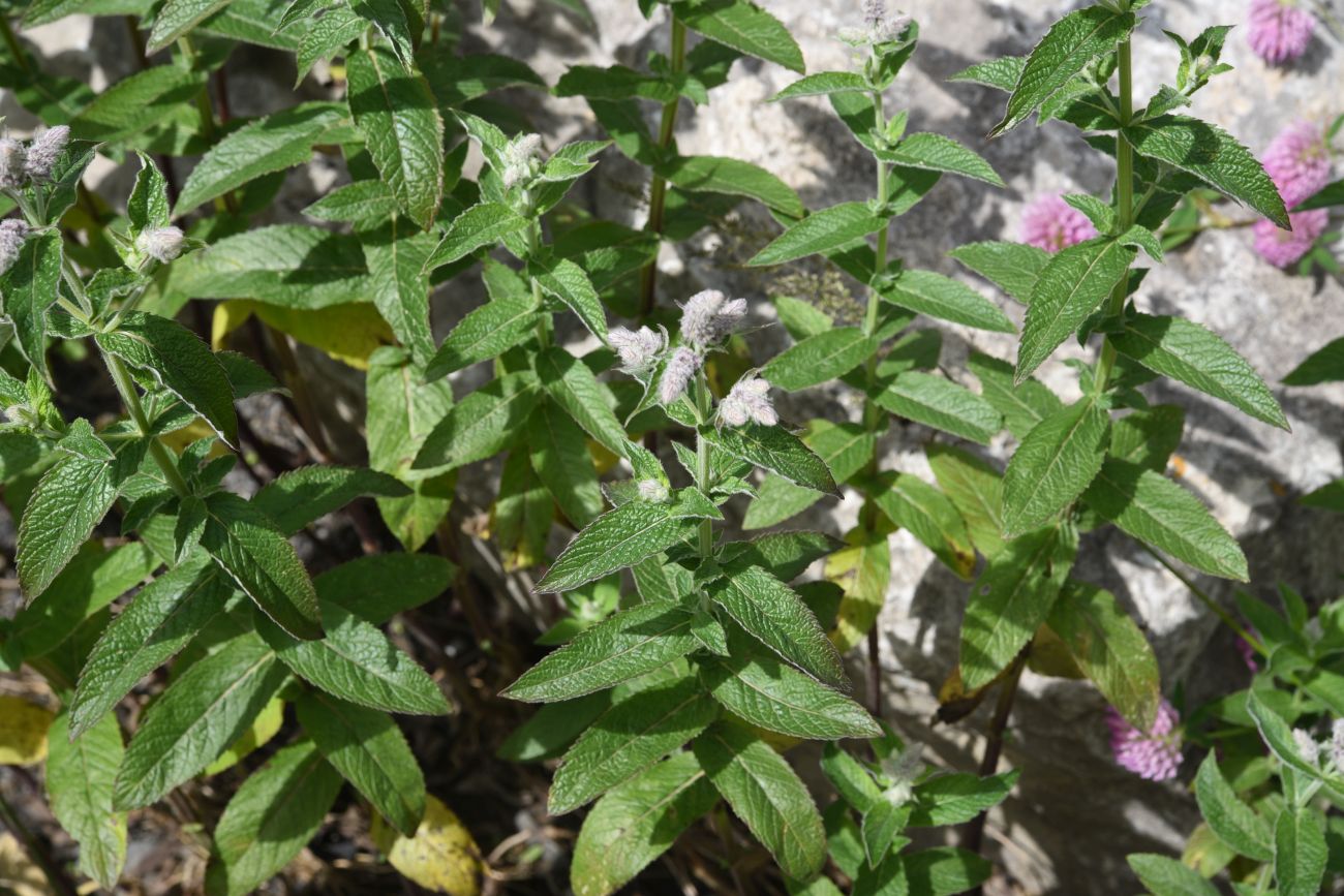 Изображение особи Mentha longifolia.