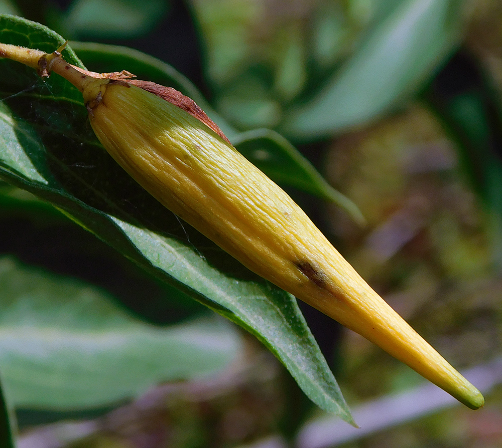 Image of Vincetoxicum hirundinaria specimen.