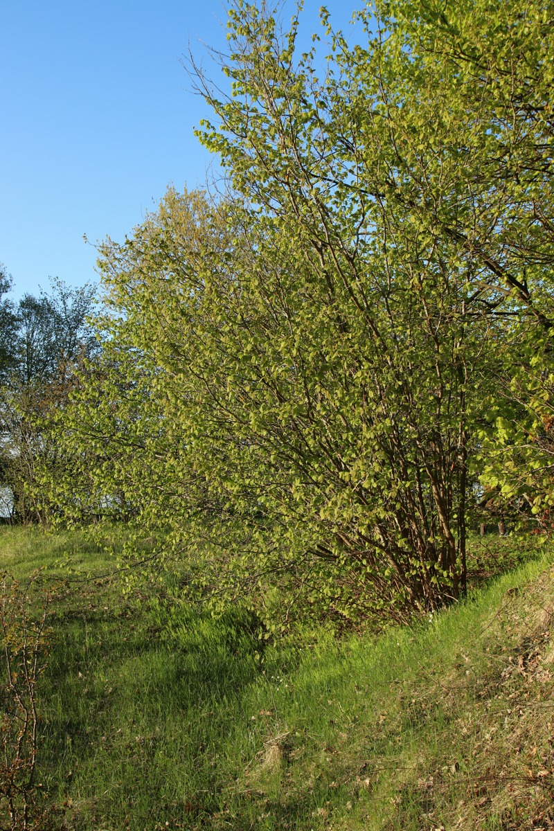 Image of Corylus avellana specimen.